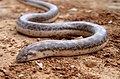 Sandboa (Eryx jaculus)