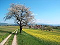 Frühlingslandschaft in der Schweiz (Aaretal, zwischen Thun und Bern)