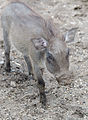 Junges Warzenschwein (Zoo Münster)