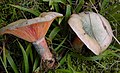 Lactarius deterrimus - kuusenleppärousku