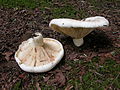 Lactarius subvellereus {Syn. Lactifluus subvellereus)