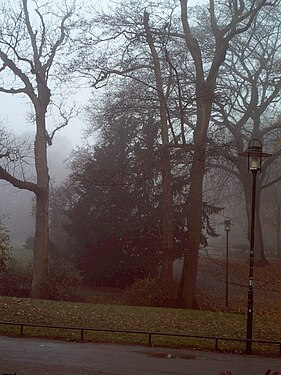 Nebel im Park.