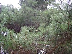 Description de l'image Pinus muricata branches.jpg.