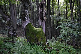 Critère IX : Forêts primaires de hêtres des Carpates et d'autres régions d'Europe, 20 pays européens, (en photo Pologne)