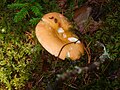 Russula ochroleuca