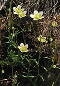 Saxifraga aspera