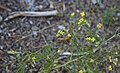 Tumblemustard (Sisymbrium altissimum) plant