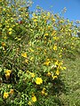 Tithonia diversifolia