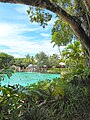 View of shrubbery, trees and pool