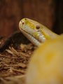 Albinotischer Tigerpython (Python molurus bivittatus)