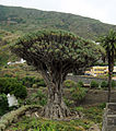 Dracaena draco