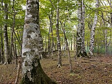 丹沢山地のブナ林 (2009年10月上旬)