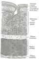 期間の断面図。図の右上はStratified ciliated epithelium、すなわち繊毛重層上皮となっているが、繊毛偽重層上皮が正しい。その下に、粘膜下層、粘液腺、線維性膜、硝子軟骨、線維性膜と続く。