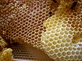 Bee Honeycomb