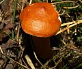 Lactarius aurantiacus