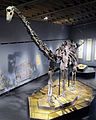 "Misty", a Diplodocus dinosaur