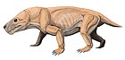 Moschorhinus kitchingi