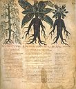 Mandragorabilder im Dioscurides Neapolitanus (Blatt 90)