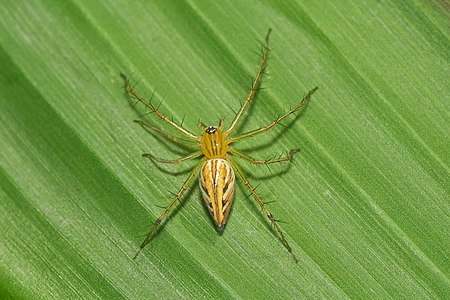 Oxyopes javanus