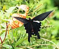 Papilio macilentus (Long Tail Spangle)