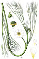 Ranunculus x fluitans Illustration in: Jakob Sturm: "Deutschlands Flora in Abbildungen", Stuttgart (1796)