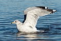 Image 88Ring-billed gull preening/bathing in Marine Park