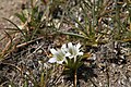 Sierra arctic gentian pair (Gentiana newberryi var. tiogana)