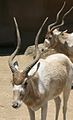 Two Addax