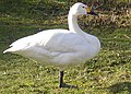 Pikkujoutsen (Cygnus columbianus)