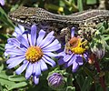 Image 2 Cape skink Cape skink – Trachylepis capensis. Close-up on purple Aster flowers. More selected pictures