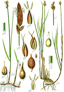 Carex spp Sturm26.jpg