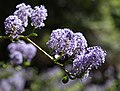 Ceanothus parviflorus closeup, Tuolumne Grove