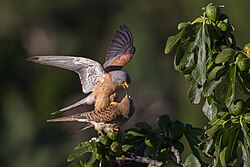 Rötelfalken (Falco naumanni) (von Pierre Dalous)