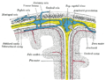 Representación diagramática de una sección a través de la parte superior del cráneo, mostrando las membranas del cerebro, etc.