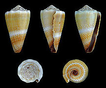 Conus lividus (Livid Cone), Shell