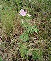 Malva moschata