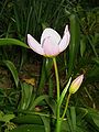 Tulipa saxatilis