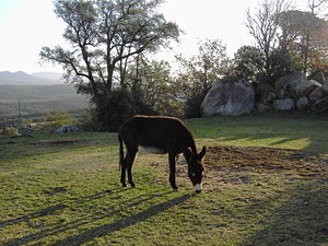 Donkey as sun rises