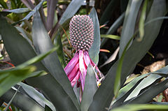 Description de l'image Aechmea mariae-reginae.jpg.