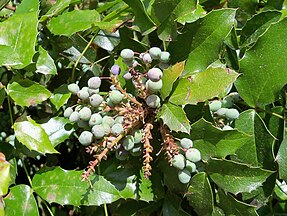 Immature fruits - Madrid (Spain)