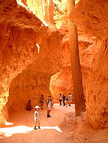 The Wall Street section of the Navajo Loop trail