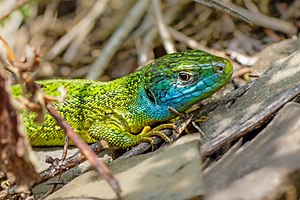 39. Platz: Michael Schroeren mit Smaragdeidechse (Lacerta bilineata) in ihrem Paarungskleid im Naturschutzgebiet Dortebachtal im Landkreis Cochem-Zell