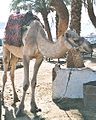 a dromedary