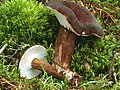 Lactarius lignyotus