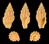 Lienardia crassicostata, shell