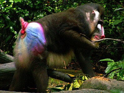 Mandrill mascle «engreixat» que mostra la part posterior de colors