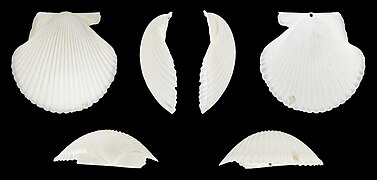 Minnivola pyxidata (Box Scallop), right valve