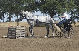 Percheron attelé sur une épreuve de maniabilité en attelage, aux États-Unis.