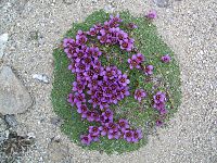 Saxifraga rudolphiana