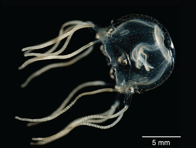 Tripedalia cystophora, by Jan Bielecki, et al. (edited by Ruthven)